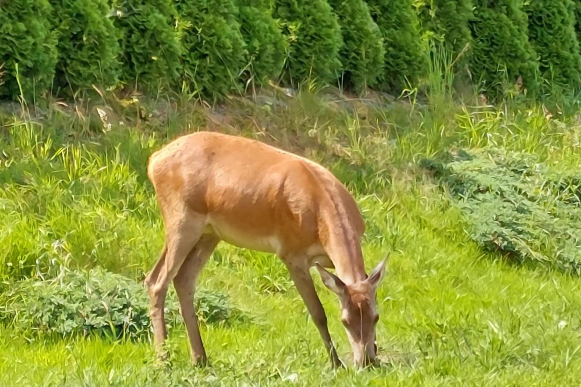 Domek Pod Holica 2 Bieszczady Ustrzyki Dolne Buitenkant foto